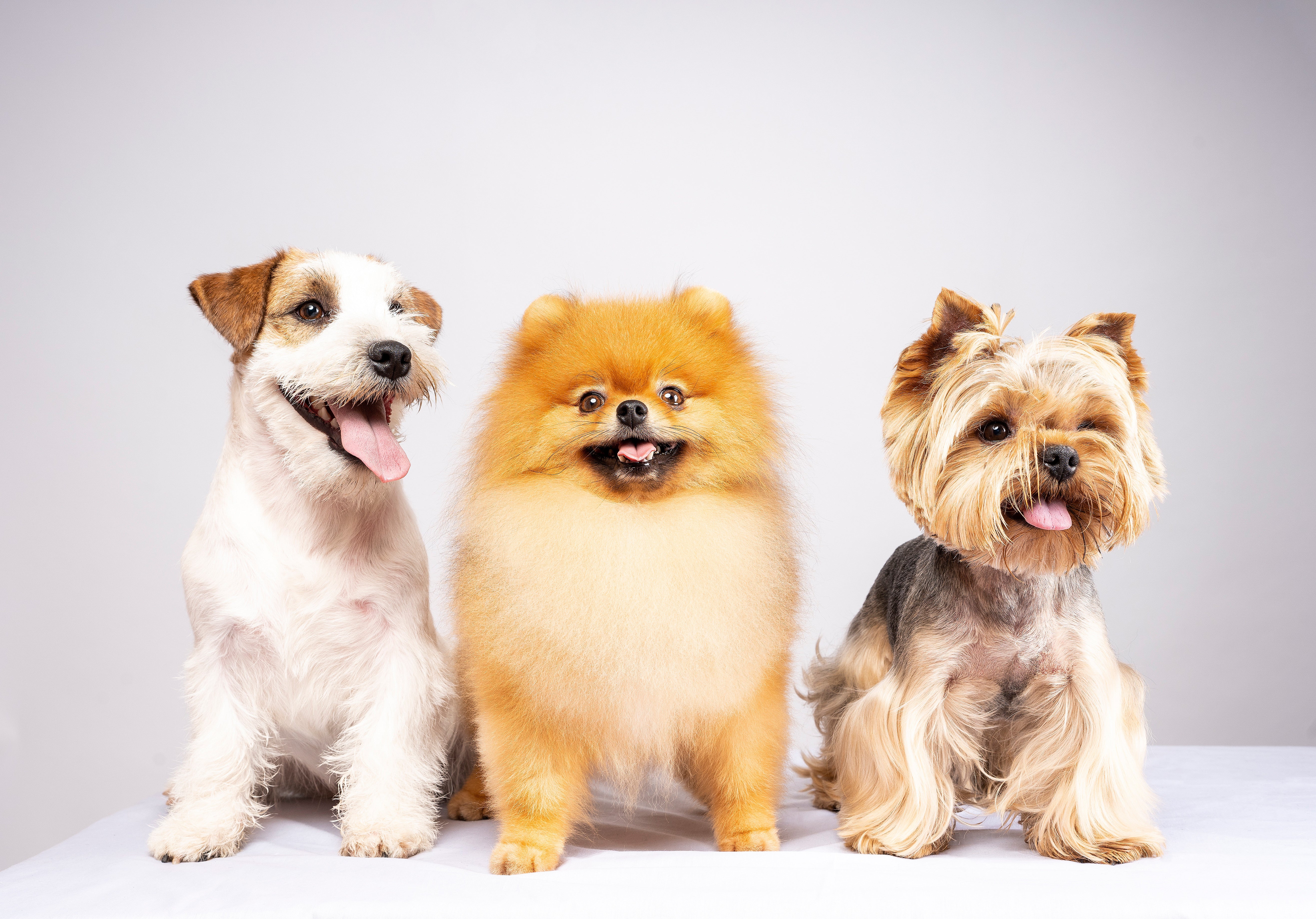 <p>Your Dog Deserves the Best</p>